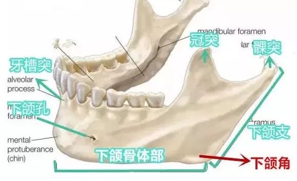 下頜骨的搭配