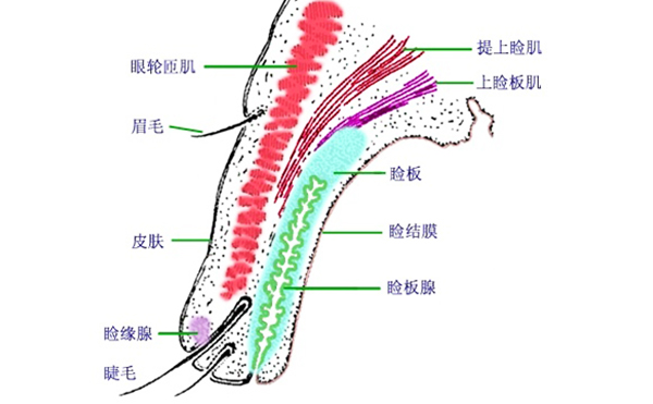 眼瞼外翻矯正方法有哪些?眼瞼外翻術(shù)后有什么常見問題?