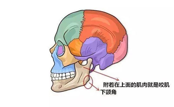 咬肌切除術(shù)有危險(xiǎn)嗎?