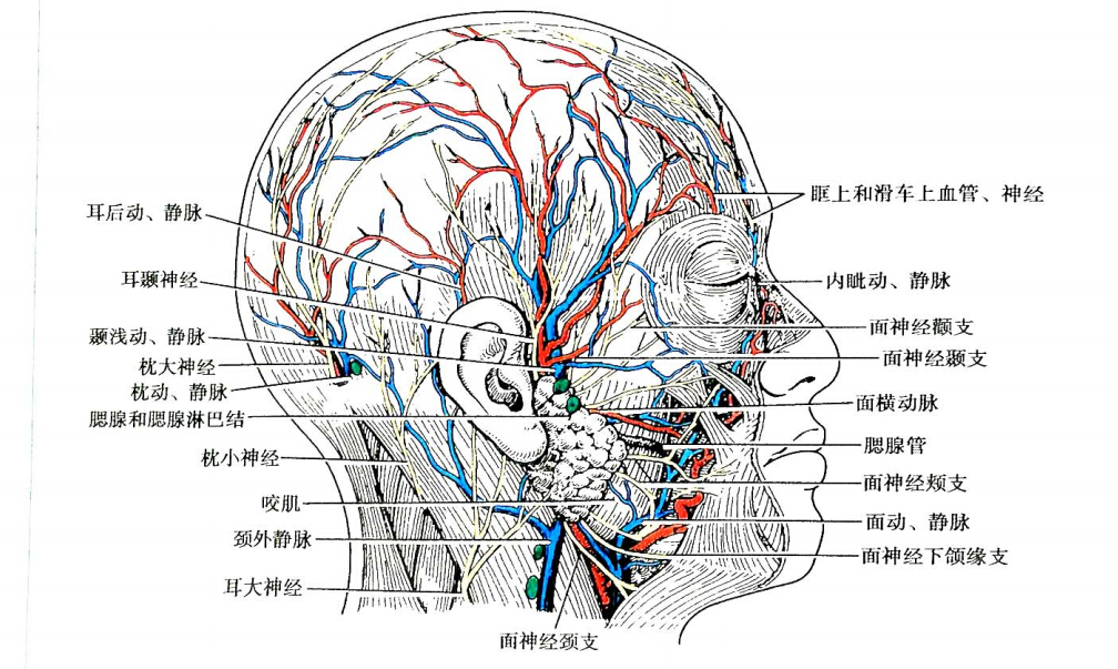 吸脂適合人群