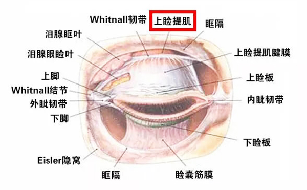 上瞼下垂手術(shù)成功率高嗎?上瞼下垂術(shù)后需要注意什么?